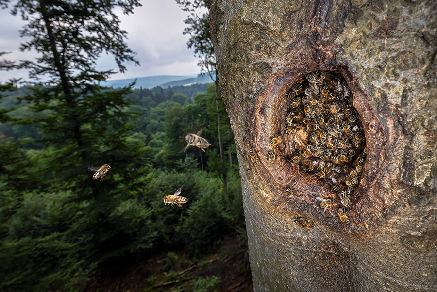 Посольство пчёл — пчелы в дупле на дереве