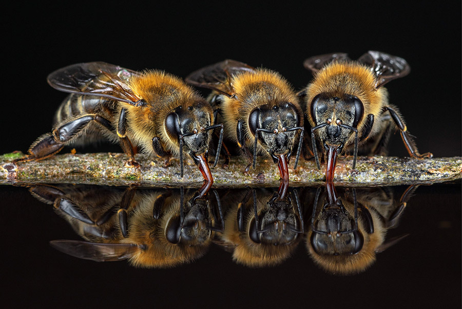 Посольство пчёл: Пчелы пьют воду